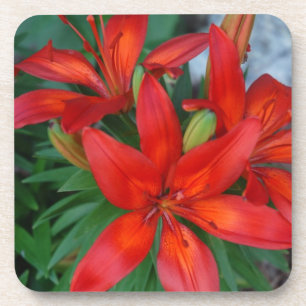 Porta-copo Flor vermelha bonita