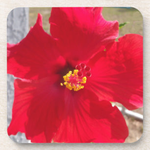 Porta-copo flor vermelha viva de hibisco tropical
