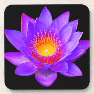 Porta-copo Flor Violet Lotus em Preto