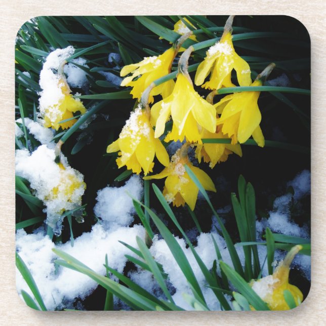 Porta-copo Flores amarelas Daffodils na neve (Frente)