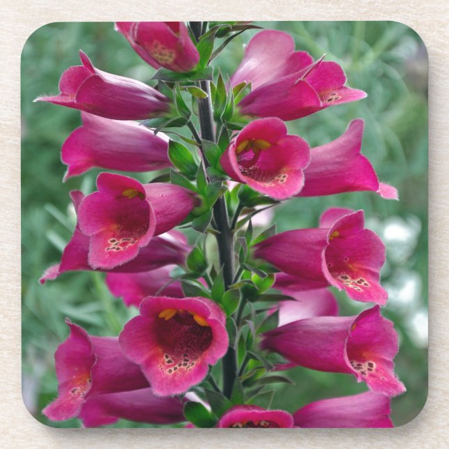 Porta-copo Flores cor-de-rosa (Frente)