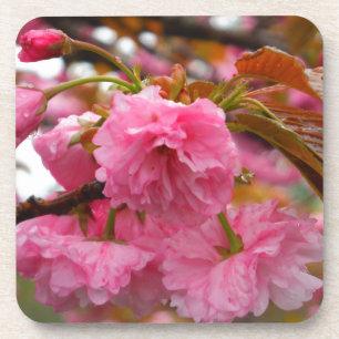 Porta-copo Flores da flor de cerejeira do rosa quente
