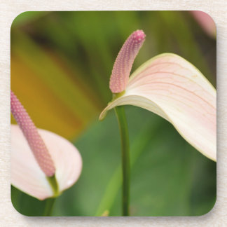 Porta-copo Flores de Anthurium Rosa Kauai Hawaii