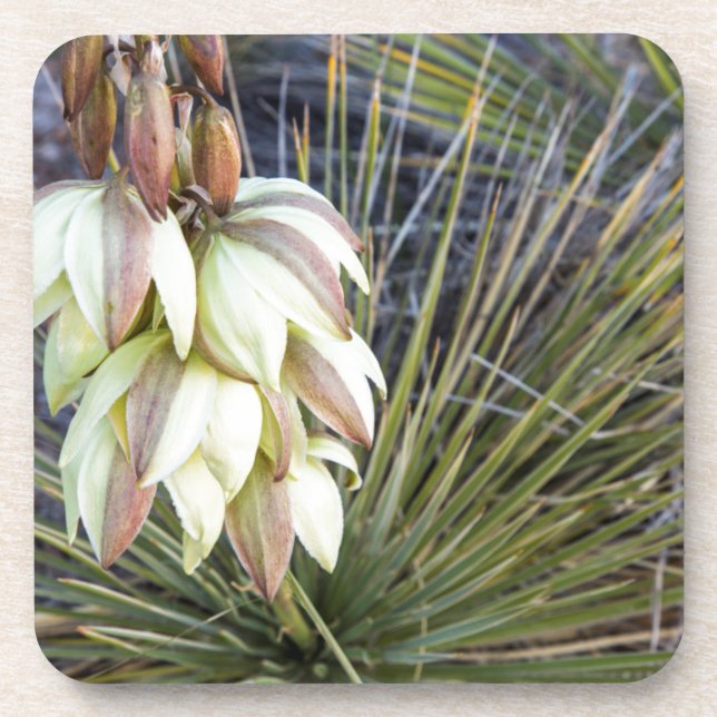 Porta-copo Flores de Soaptree Yucca no Upper Missouri (Frente)