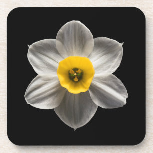 Porta-copo Flores   Flor Branca De Daffodilo