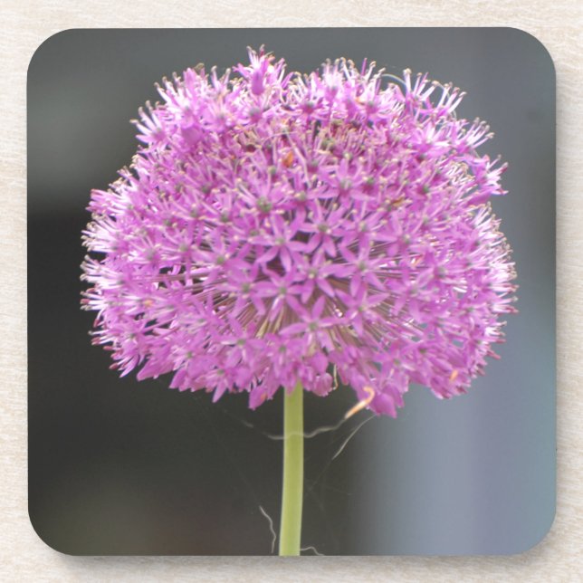 Porta-copo Flores para Todos (Frente)