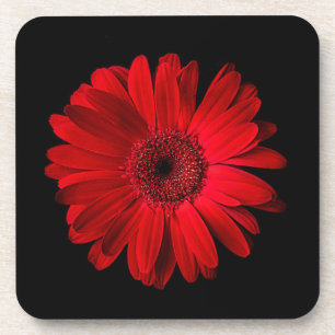 Porta-copo Flores Red Gerbera Daisy