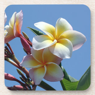 Porta-copo Flores Showy do Frangipani do Plumeria
