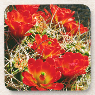 Porta-copo Flores Silvestres de Cactus do Cálice de Clarete