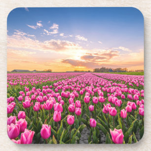 Porta-copo Flores Tulips South Holland, Países Baixos