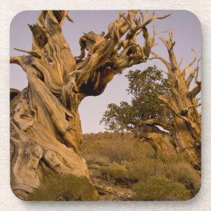 Porta-copo Floresta Antiga Bristlecone, Montanhas Brancas, CA