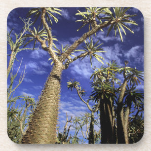 Porta-copo Floresta Espinhosa Formada Por Árvores Pachypodium