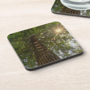Porta-copo Floresta Pacífica Com Foto De Luz Dourada
