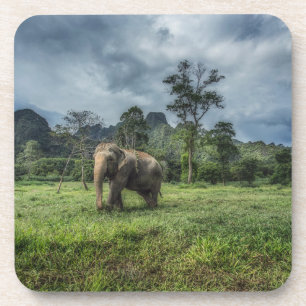 Porta-copo Florestas   Parque Nacional de Kao Sok