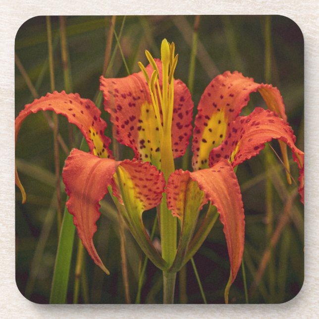 Porta-copo "Florida Lily" Coaster Set of 6 (Frente)