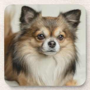 Porta-copo Fluffy Long Haired Chihuahua Puppy Cão