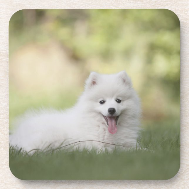 Porta-copo Fluffy White Keeshond Puppy (Frente)