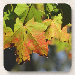 Porta-copo Folhas de outono coloridas