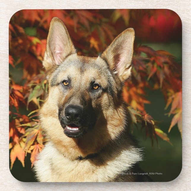 Porta-copo Folhas de outono do german shepherd (Frente)
