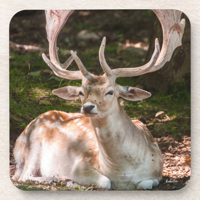 Porta-copo foto cervo sob as madeiras (Frente)
