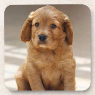 Porta-copo Foto de retrato de cachorrinho fofo