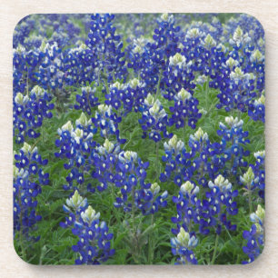 Porta-copo Foto do campo dos Bluebonnets de Texas