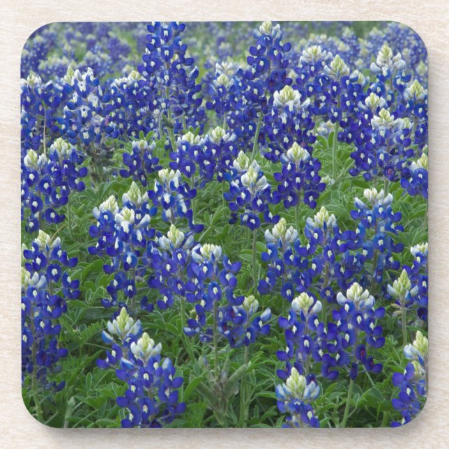 Porta-copo Foto do campo dos Bluebonnets de Texas (Frente)