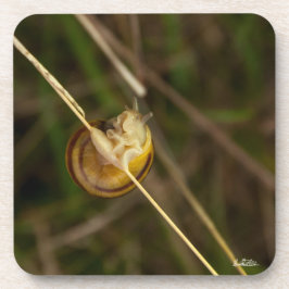 Porta-copo foto insecto em casca