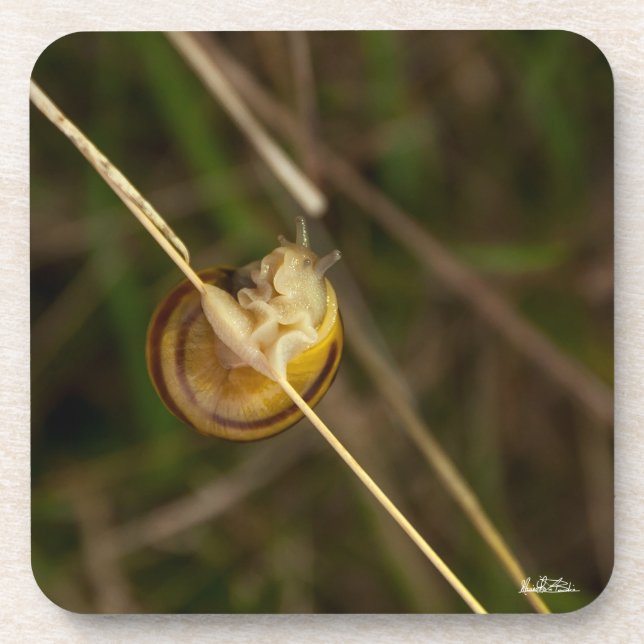 Porta-copo foto insecto em casca (Frente)