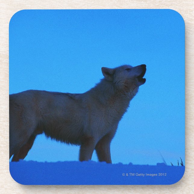 Porta-copo Foto, lobo branco que urra na noite, cor, (Frente)