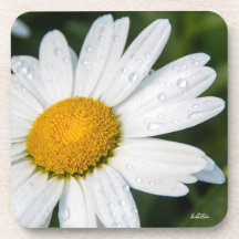 foto margarida com orvalhar da manhã