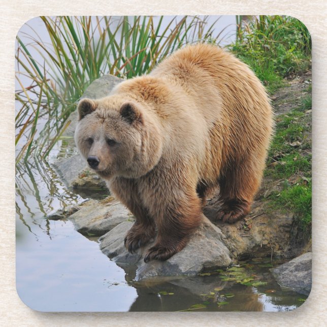 Porta-copo Fotografia de animais selvagens com urso grizzly (Frente)