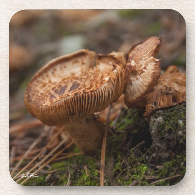 Porta-copo fotografia de cogumelos (Frente)
