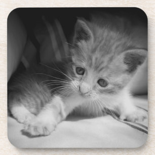 Porta-copo Fotografia de Kitten Preto e Branco