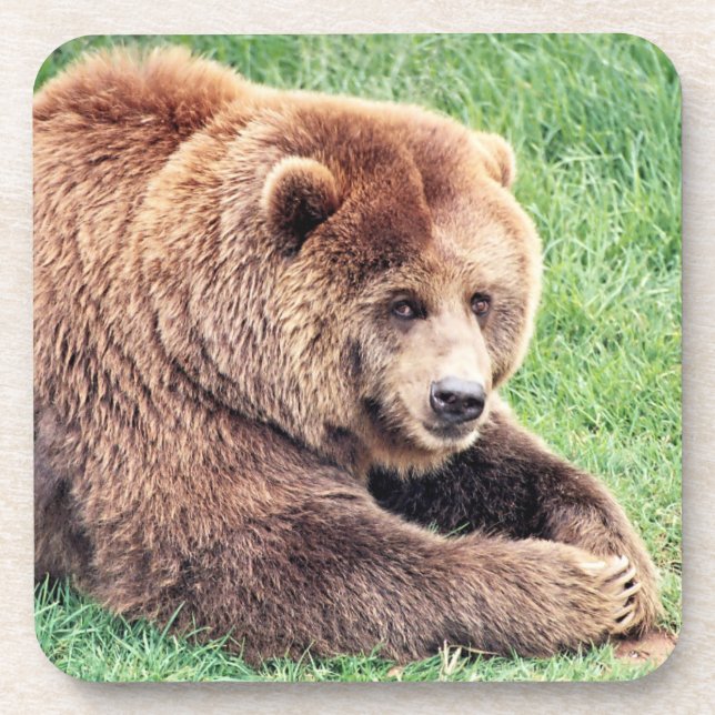 Porta-copo Fotografia de Urso Marrom Fofo (Frente)
