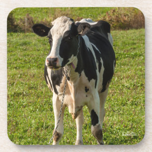 Porta-copo fotografia de vaca
