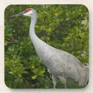 Porta-copo Fotografia do Sandhill Crane Bird