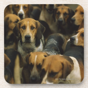 Porta-copo Foxhounds da caça, blazeres de Galway, Ireland