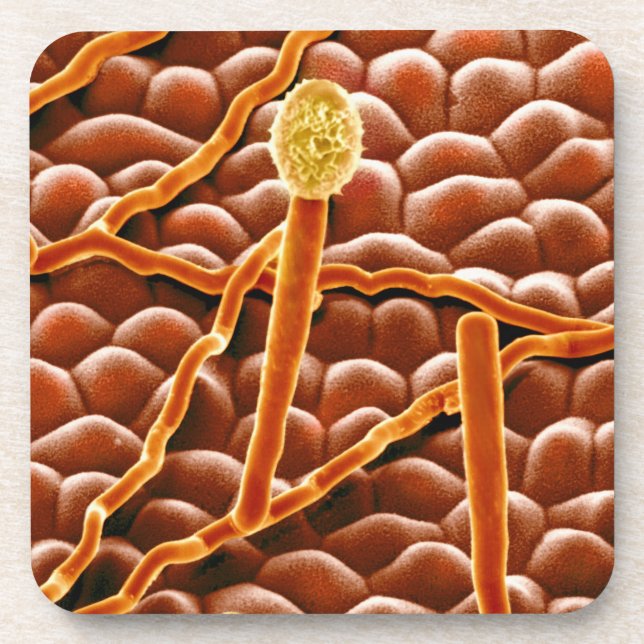 Porta-copo Fungo do oídio pulverulento na poinsétia (Frente)