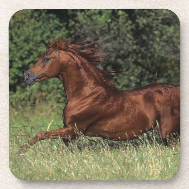 Porta-copo Garanhão árabe que funciona na grama (Frente)