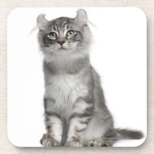 Porta-copo Gatinho americano da onda (3 meses velho)