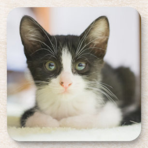 Porta-copo Gatinho branco e preto doce