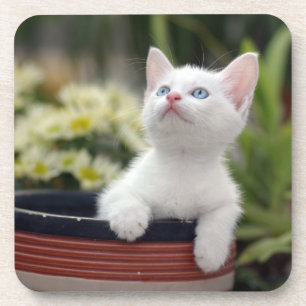 Porta-copo Gatinho branco turco