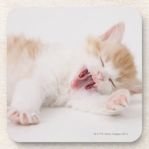 Porta-copo Gatinho de bocejo no fundo branco