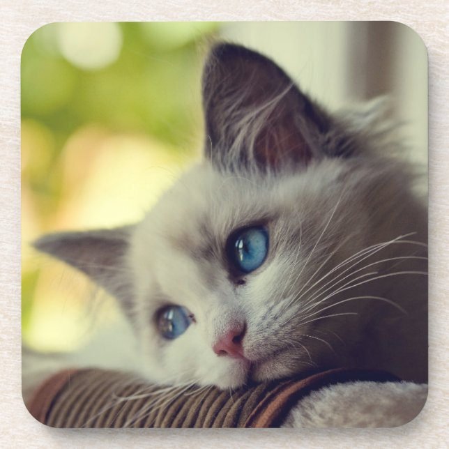 Porta-copo Gatinho de Ragdoll (Frente)