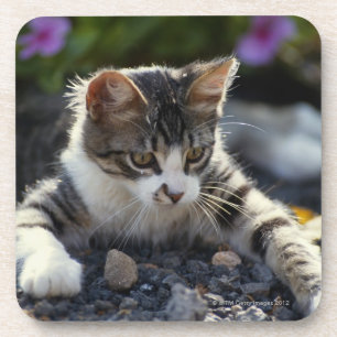 Porta-copo Gatinho, fim-acima