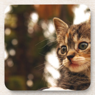 Porta-copo Gatinho Gato