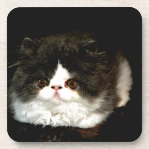 Porta-copo Gatinho preto e branco