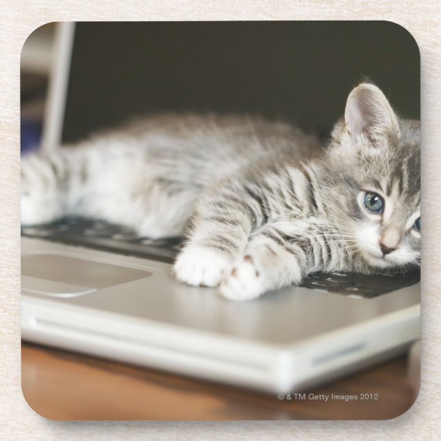 Porta-copo Gatinho que descansa no computador portátil (Frente)