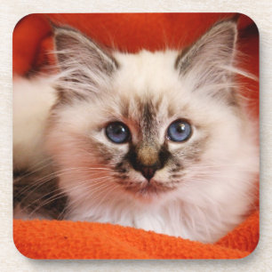 Porta-copo Gatinho sagrado de Birman